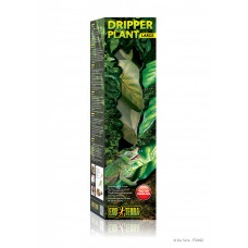 Dripper Plant Large